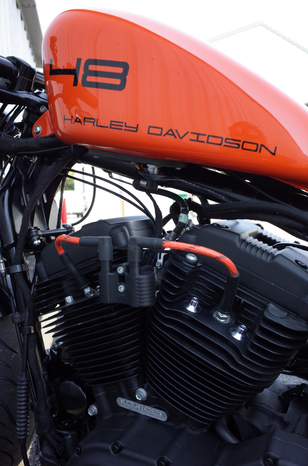 Gulf Orange