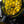 BSA POULSON Scrambler headlight grill - With optional yellow lens