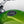 Green R-Nine T
