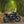 Triumph - T120 Dark Night MATT Black