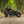 'The British Bobber' Full wide wheel custom