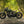 'The Knight Bobber' Full wide wheel custom