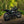 Triumph - T120 Dark Night Gloss Black