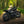 Triumph - T120 Dark Night Gloss Black