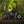 Triumph - T120 Dark Night Gloss Black