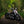 Hillbilly Edition - Harley-Davidson Fat Boy