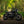 Triumph - T120 Dark Night Gloss Black
