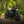 Triumph - T120 Dark Night Gloss Black