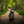 Triumph - T120 Dark Night Gloss Black