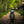 Triumph - T120 Dark Night Gloss Black