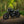 Triumph - T120 Dark Night Gloss Black