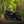 Triumph - T120 Dark Night Gloss Black