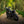 Triumph - T120 Dark Night Gloss Black