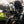 POULSON Scrambler headlight grill - With optional yellow lens
