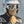 AGE OF GLORY - Diamonds Neck Tube White / Black & Yellow/Black