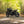 Gentlemanly Green T120 Dark Night
