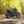 Gentlemanly Green T120 Dark Night