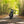 Gentlemanly Green T120 Dark Night