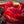 Motone Monza Cap Kit for Triumph and HD
